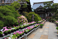 本龍寺