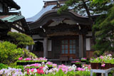 鎌倉本龍寺 桜草と本堂
