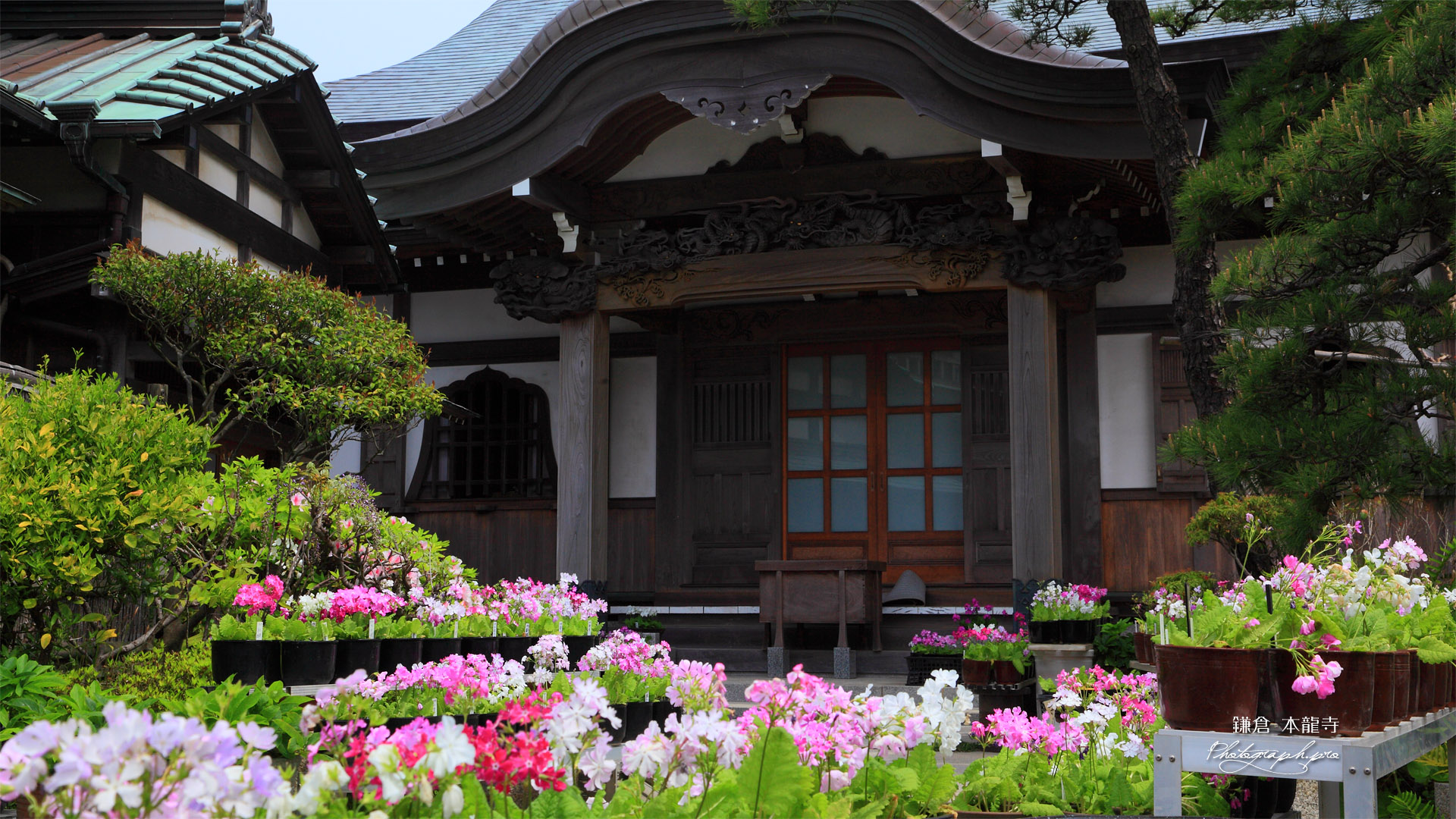 鎌倉本龍寺 桜草と本堂
