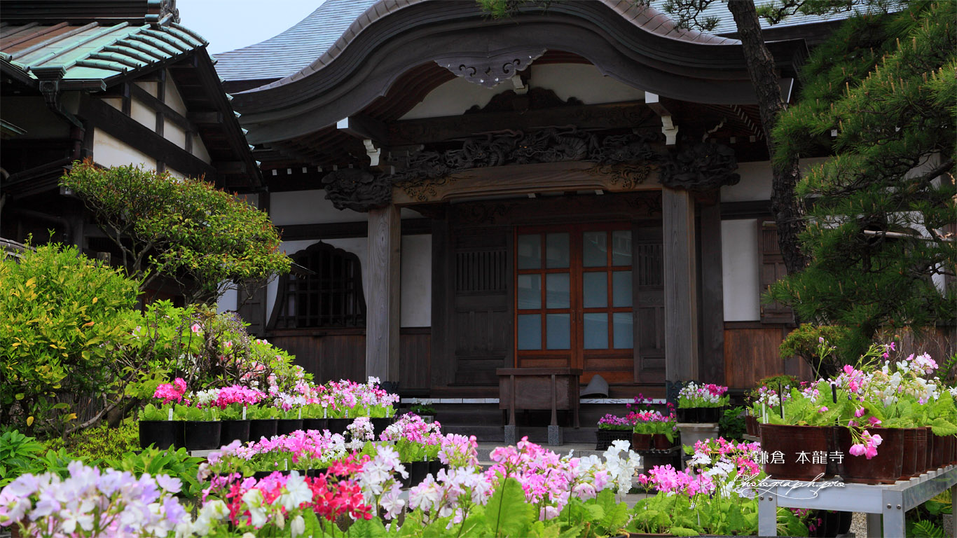 鎌倉本龍寺 桜草と本堂 壁紙