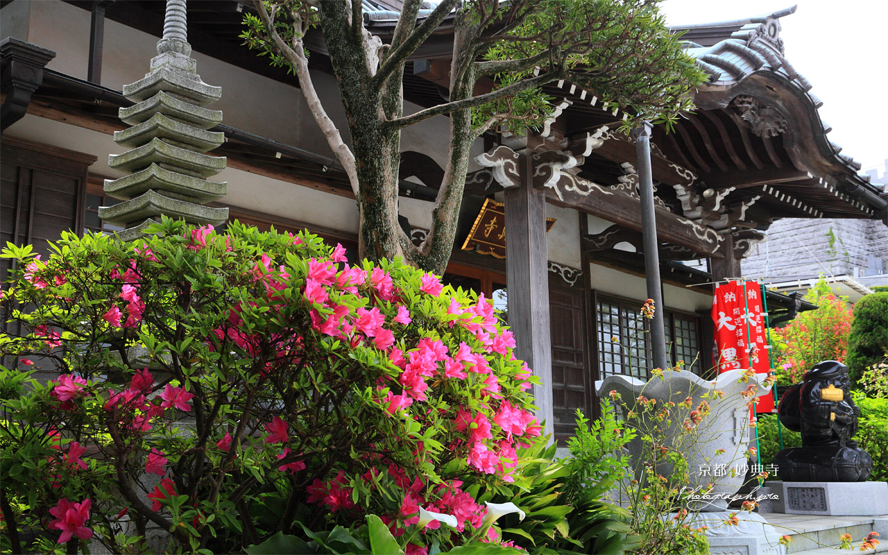 鎌倉妙典寺 ツツジと本堂 壁紙