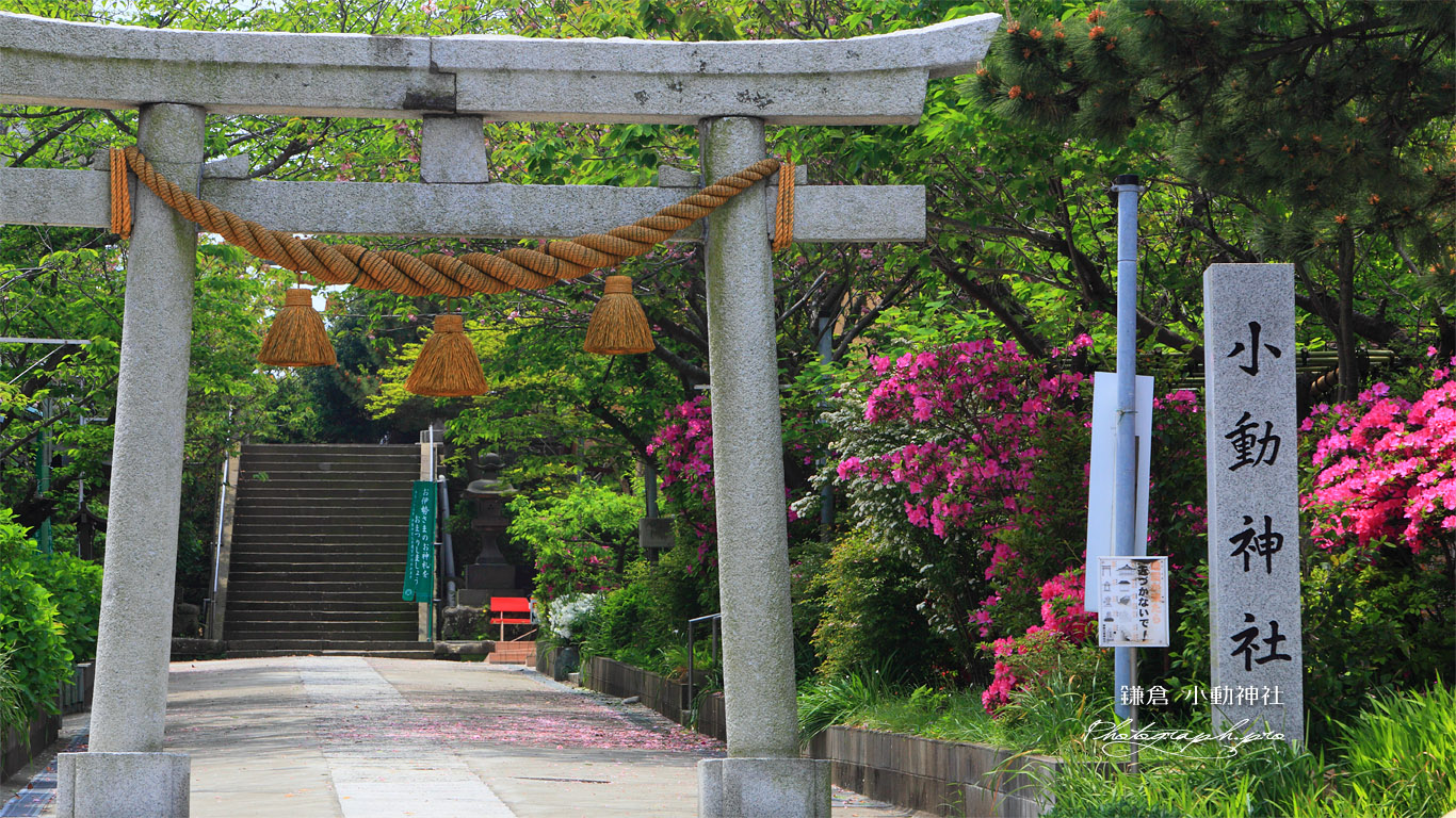 鎌倉小動神社 鳥居とツツジ 壁紙