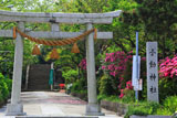 鎌倉小動神社 鳥居とツツジ