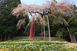 水仙咲く七反のしだれ桜