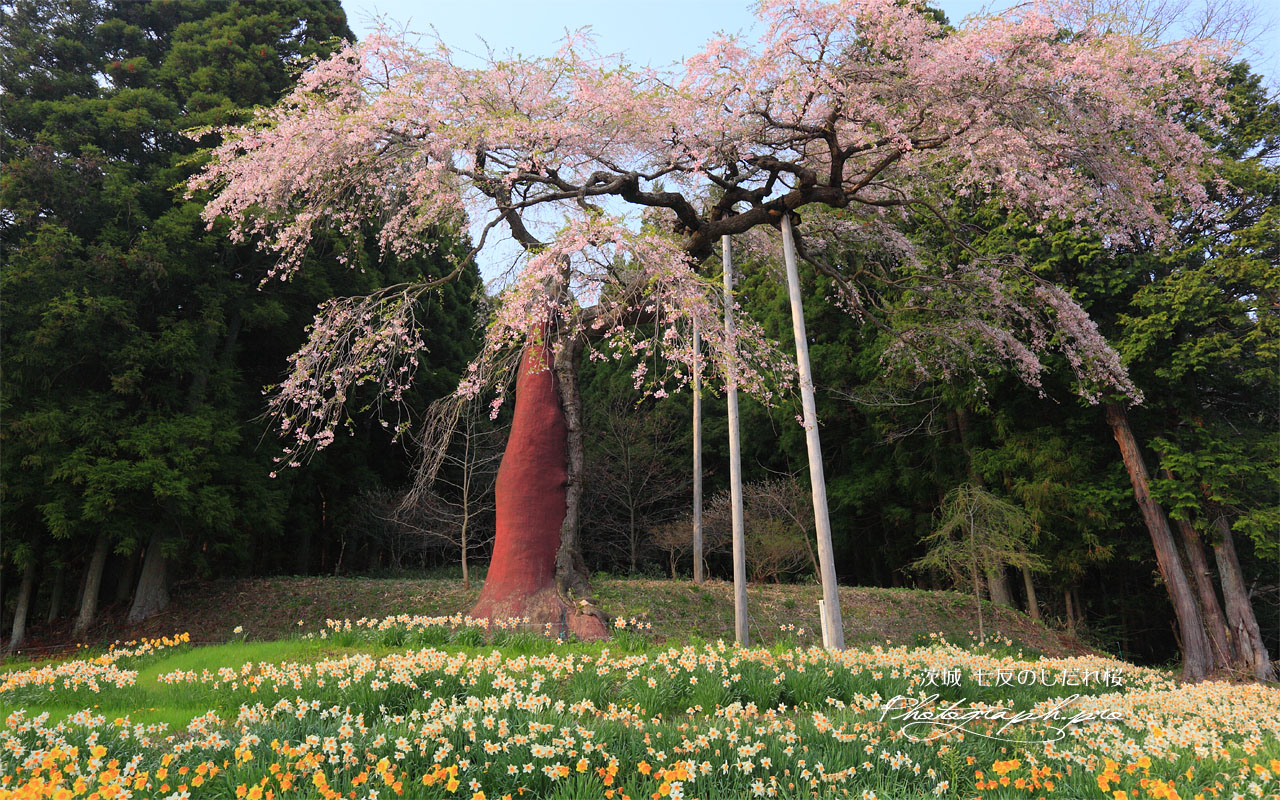 水仙咲く七反のしだれ桜 壁紙