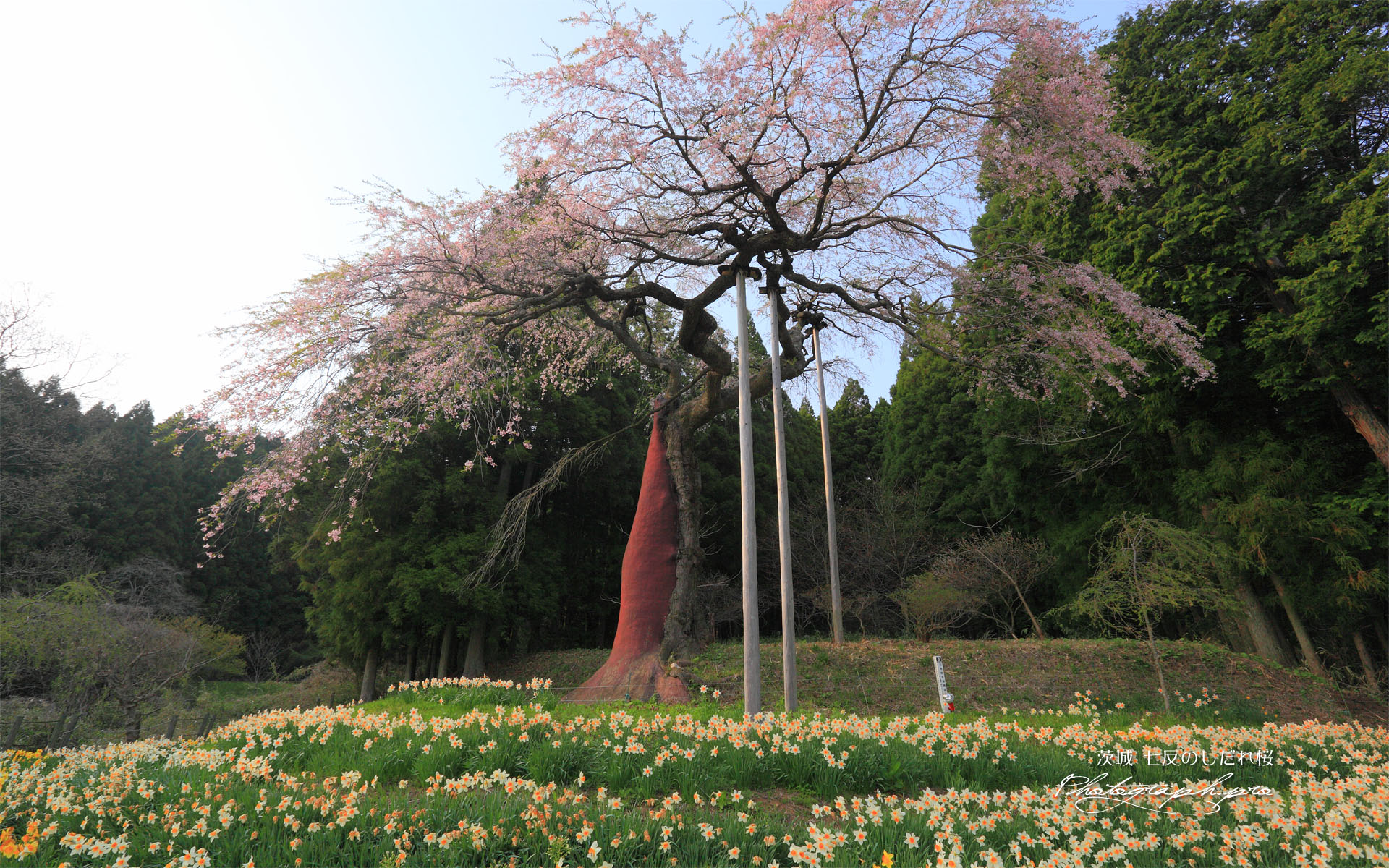 西日を浴びた七反のしだれ桜