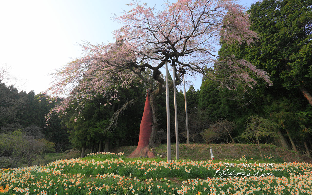 西日を浴びた七反のしだれ桜 壁紙