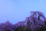 朝月夜の眺陽桜