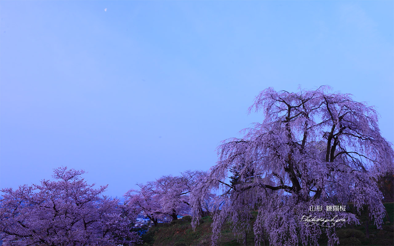 朝月夜の眺陽桜 壁紙
