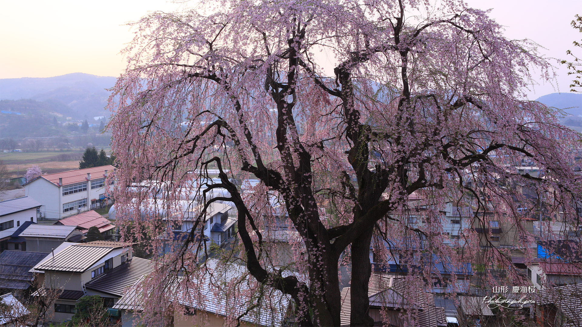 双松公園の慶海桜