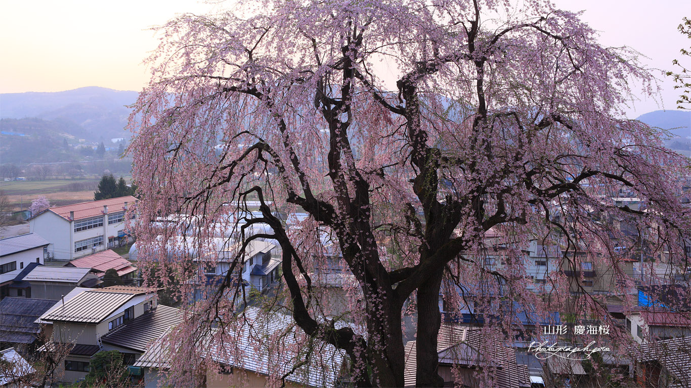 双松公園の慶海桜 壁紙