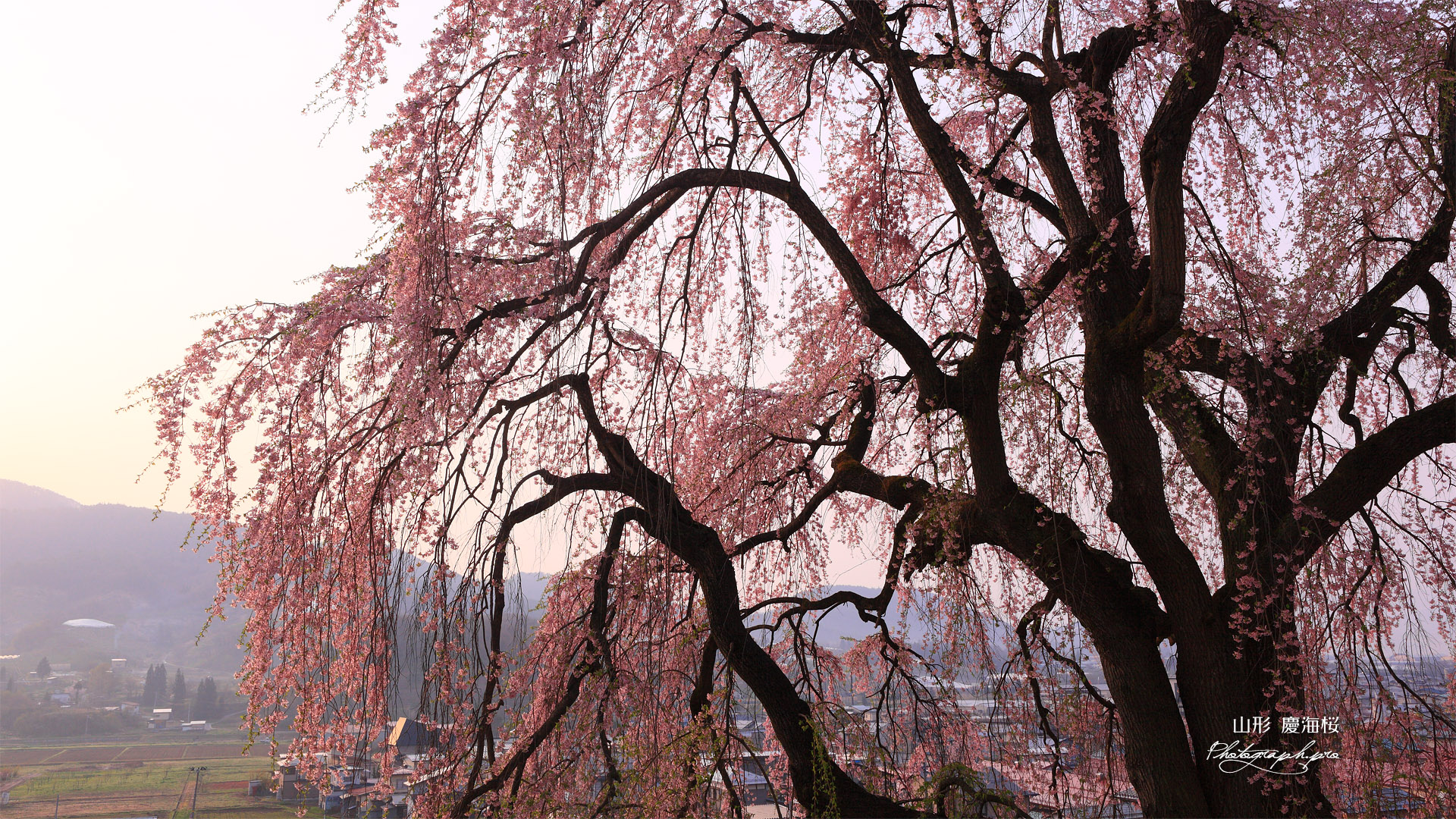 慶海桜