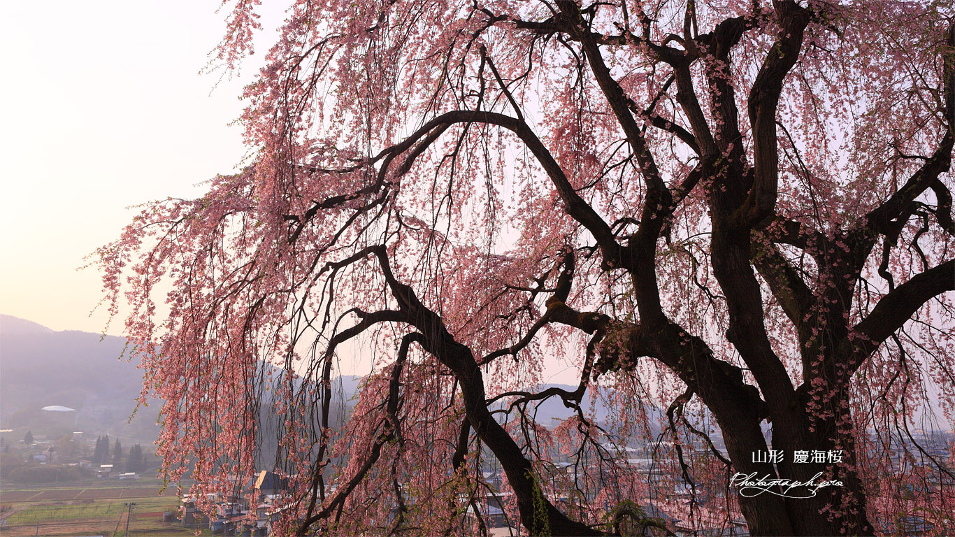 慶海桜 壁紙