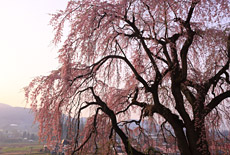 慶海桜