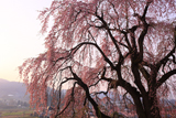 慶海桜