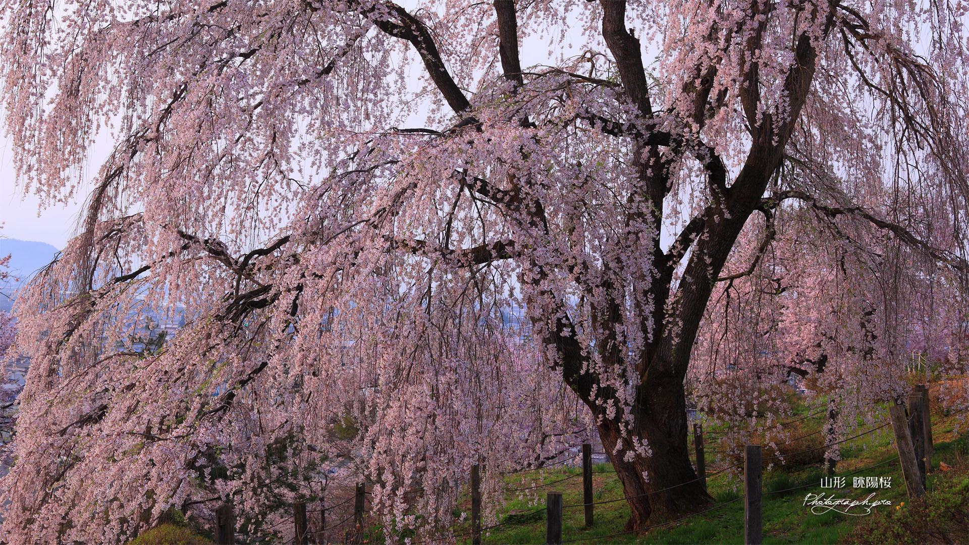 眺陽桜