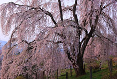 眺陽桜