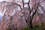 眺陽桜