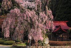 白兎のしだれ桜