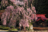 白兎のしだれ桜