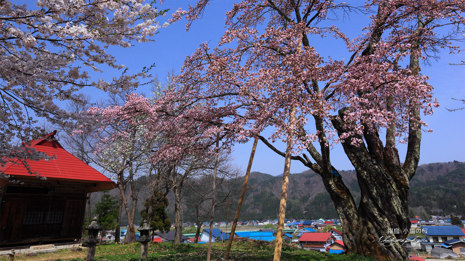 うえんでの桜