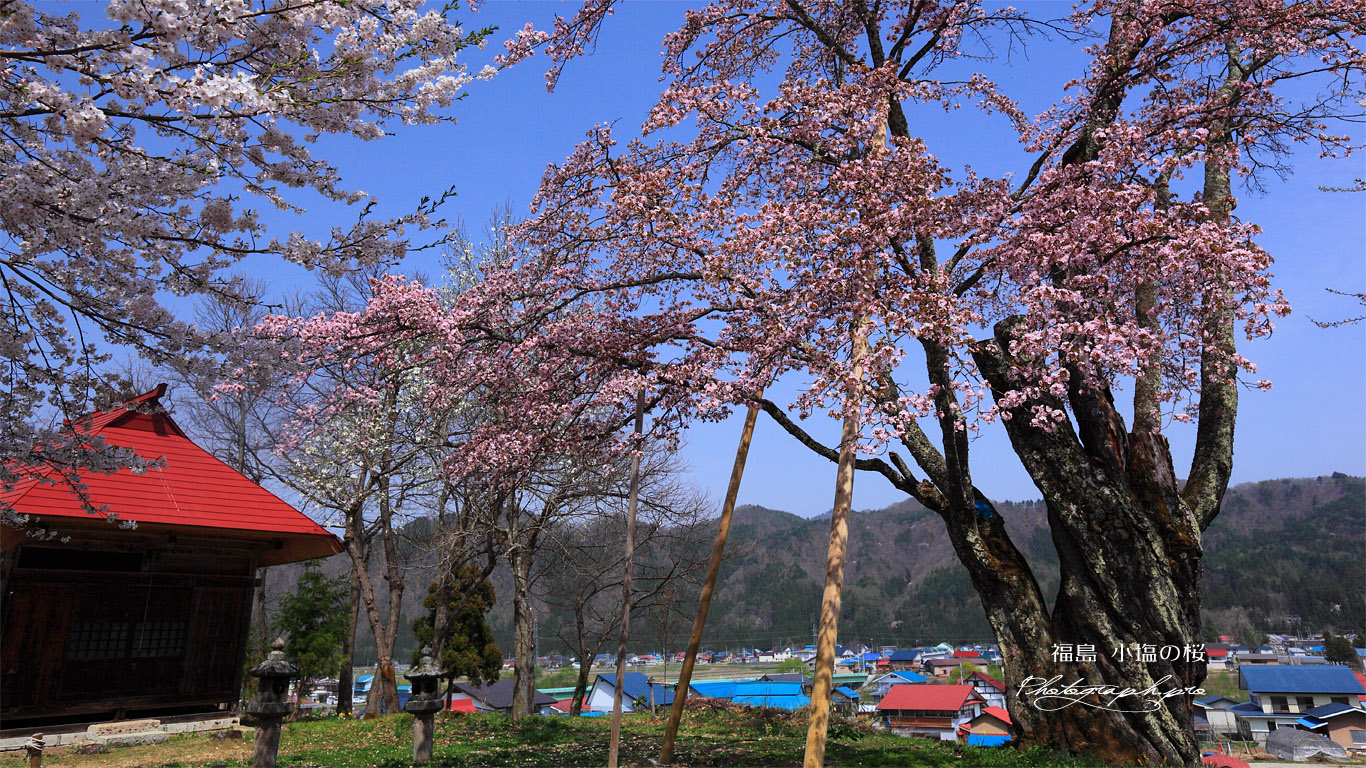 うえんでの桜 壁紙