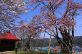 うえんでの桜