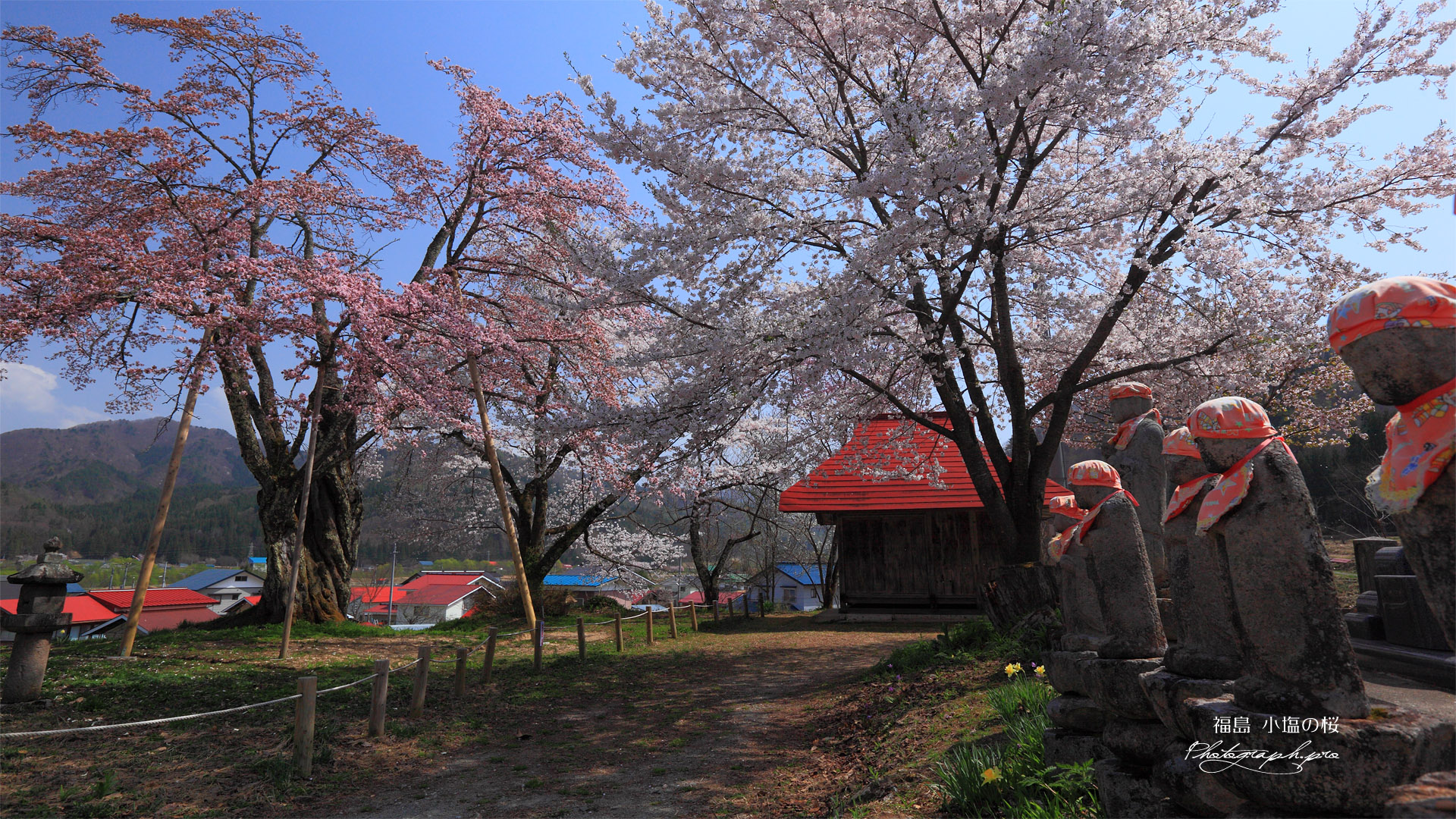 六地蔵と小塩の桜