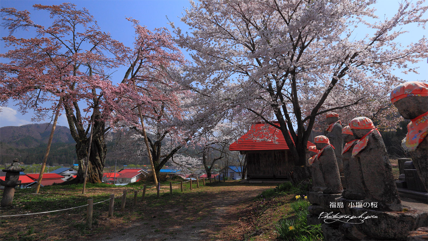六地蔵と小塩の桜 壁紙