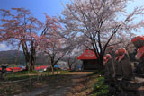 六地蔵と小塩の桜