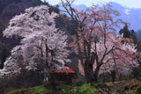 昼下がりの小塩の桜