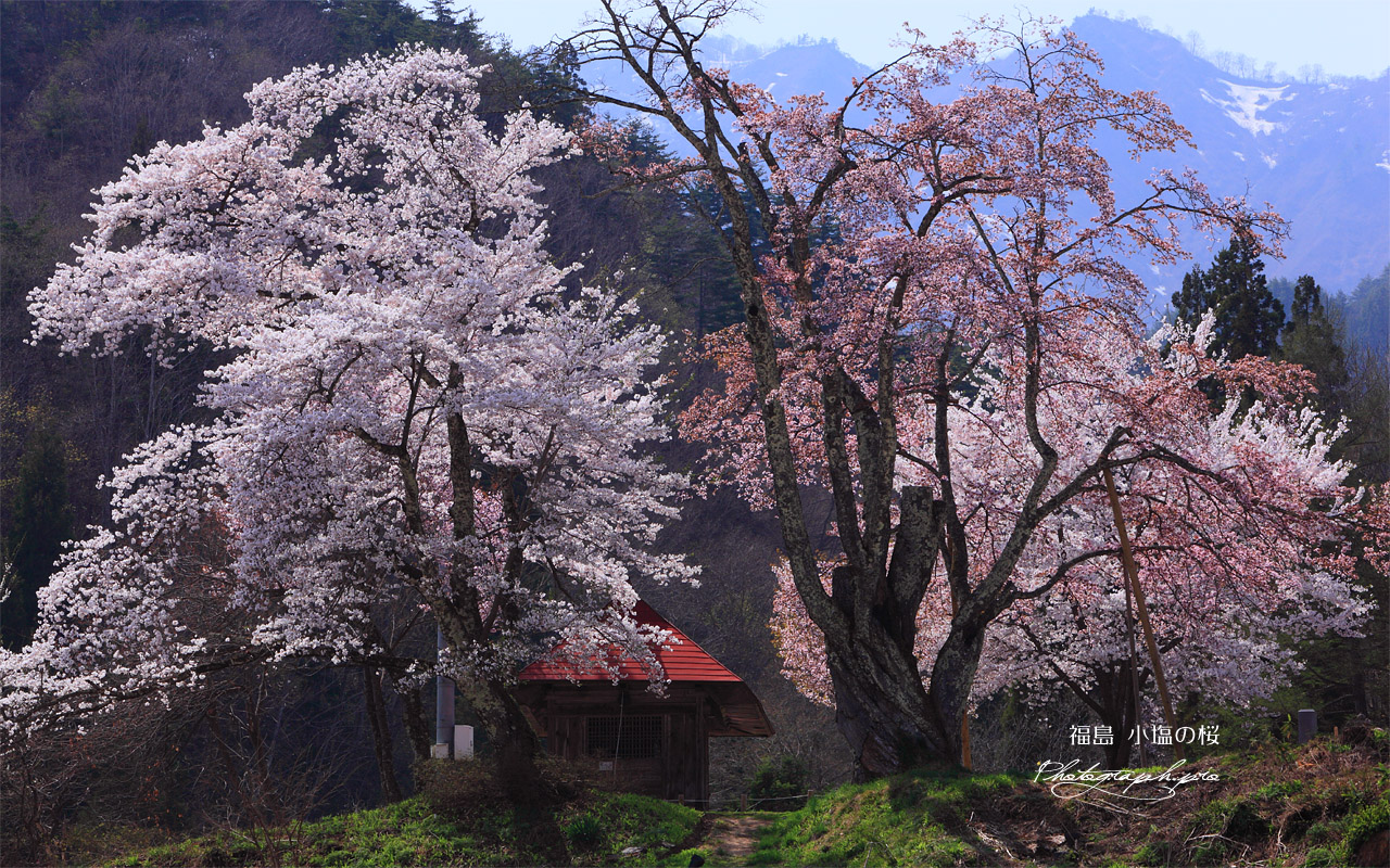 昼下がりの小塩の桜 壁紙