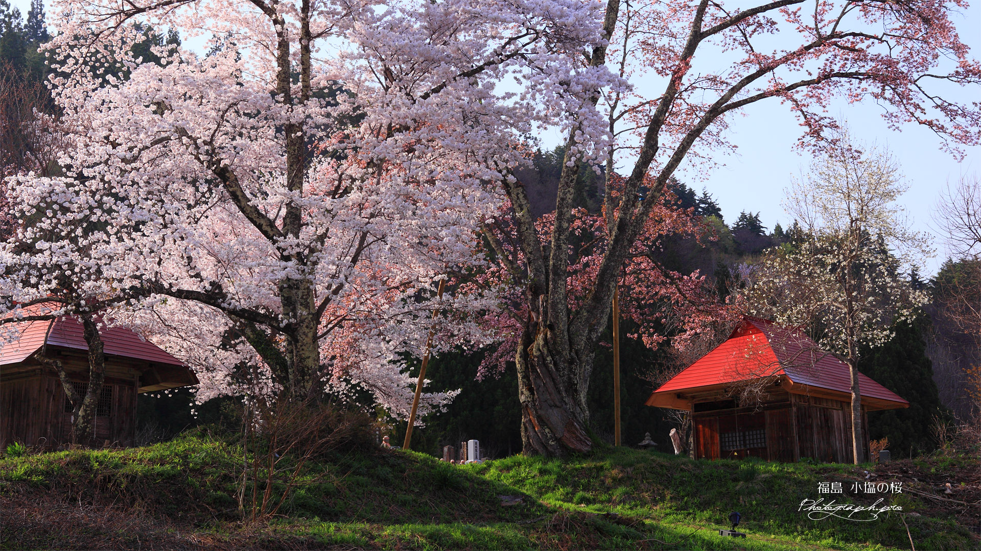 夕方の小塩の桜