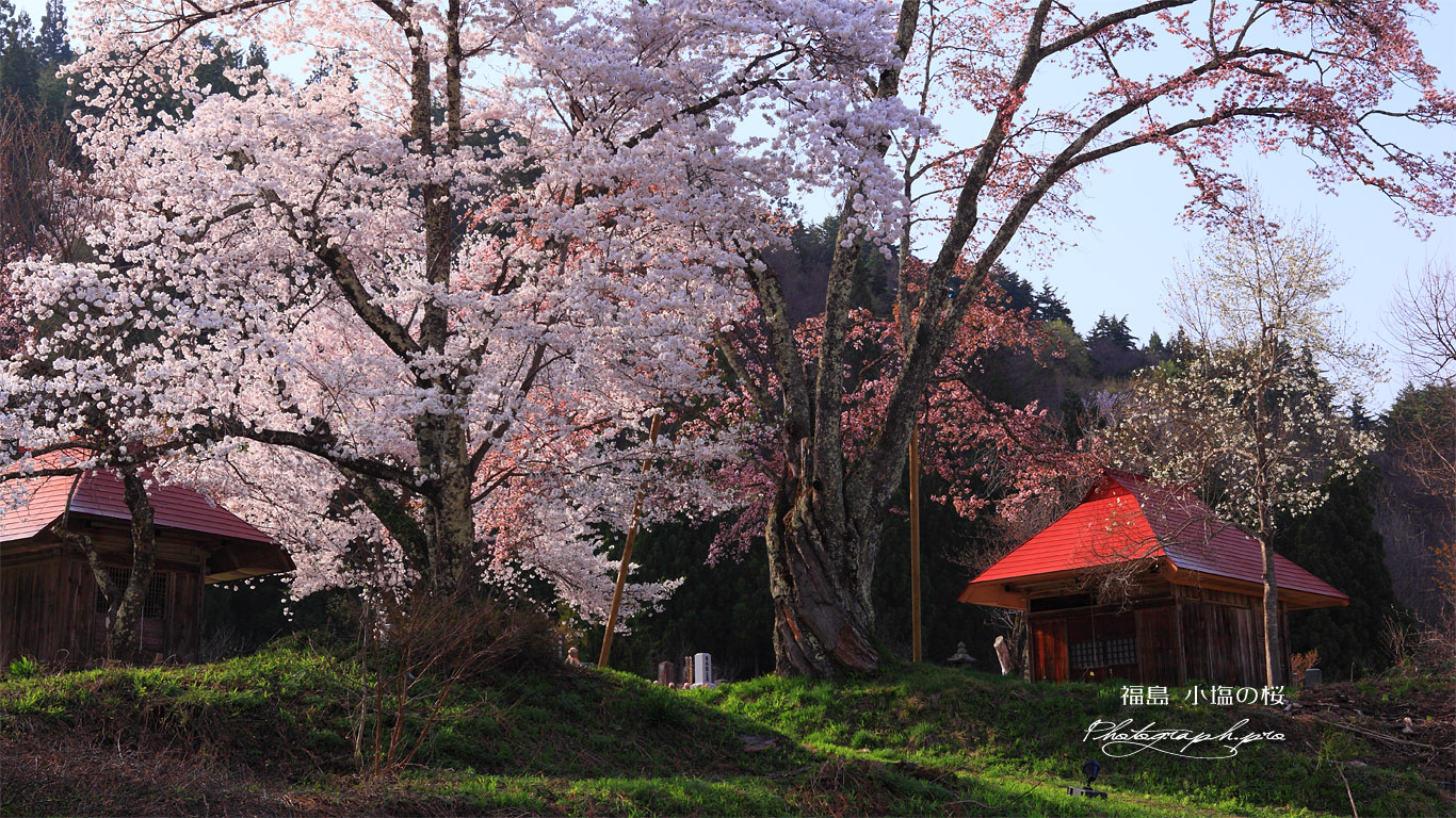 夕方の小塩の桜 壁紙