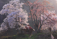 小塩の桜