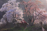 小塩の桜