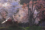 小塩の桜のねじれた幹