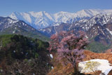 樽口峠の大山桜と飯豊連峰
