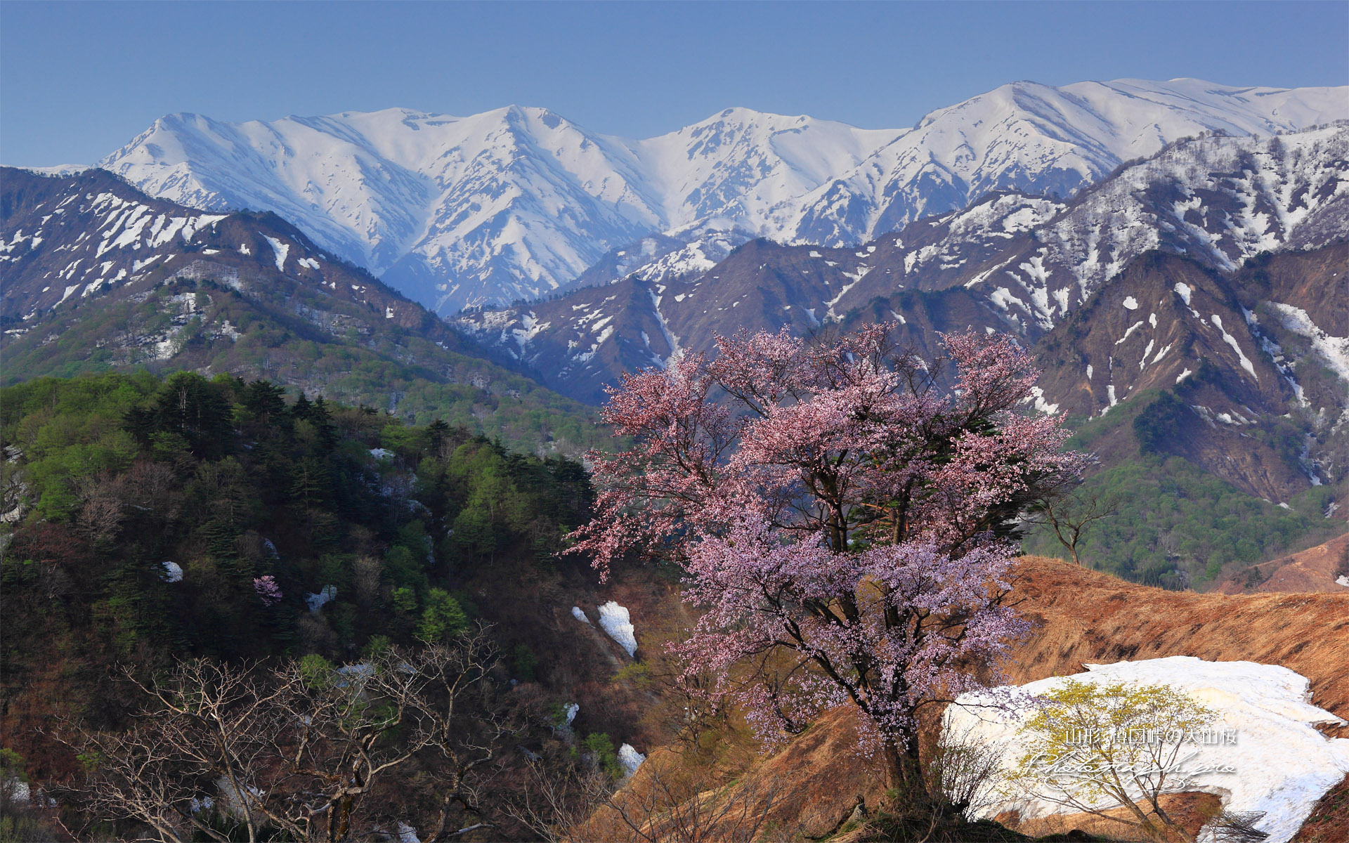 樽口峠の大山桜と飯豊連峰