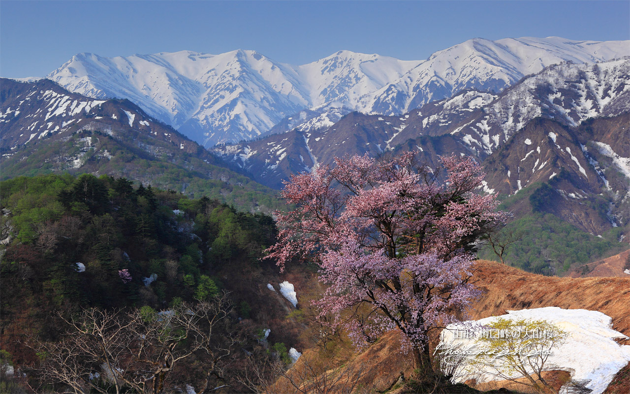 樽口峠の大山桜と飯豊連峰 壁紙