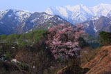 樽口峠の大山桜と烏帽子岳