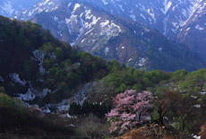 樽口峠の桜