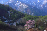樽口峠の大山桜と新緑