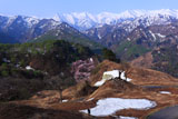 樽口峠の大山桜とカメラマン