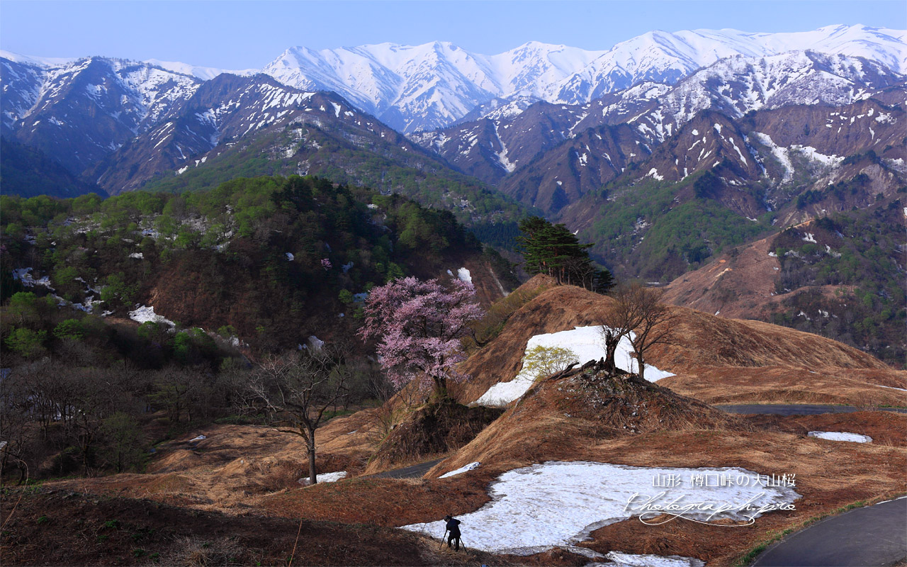 樽口峠の大山桜とカメラマン 壁紙