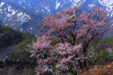 樽口峠の大山桜と雪渓
