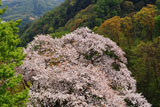 ヤヒコザクラ 弥彦山頂の一本桜
