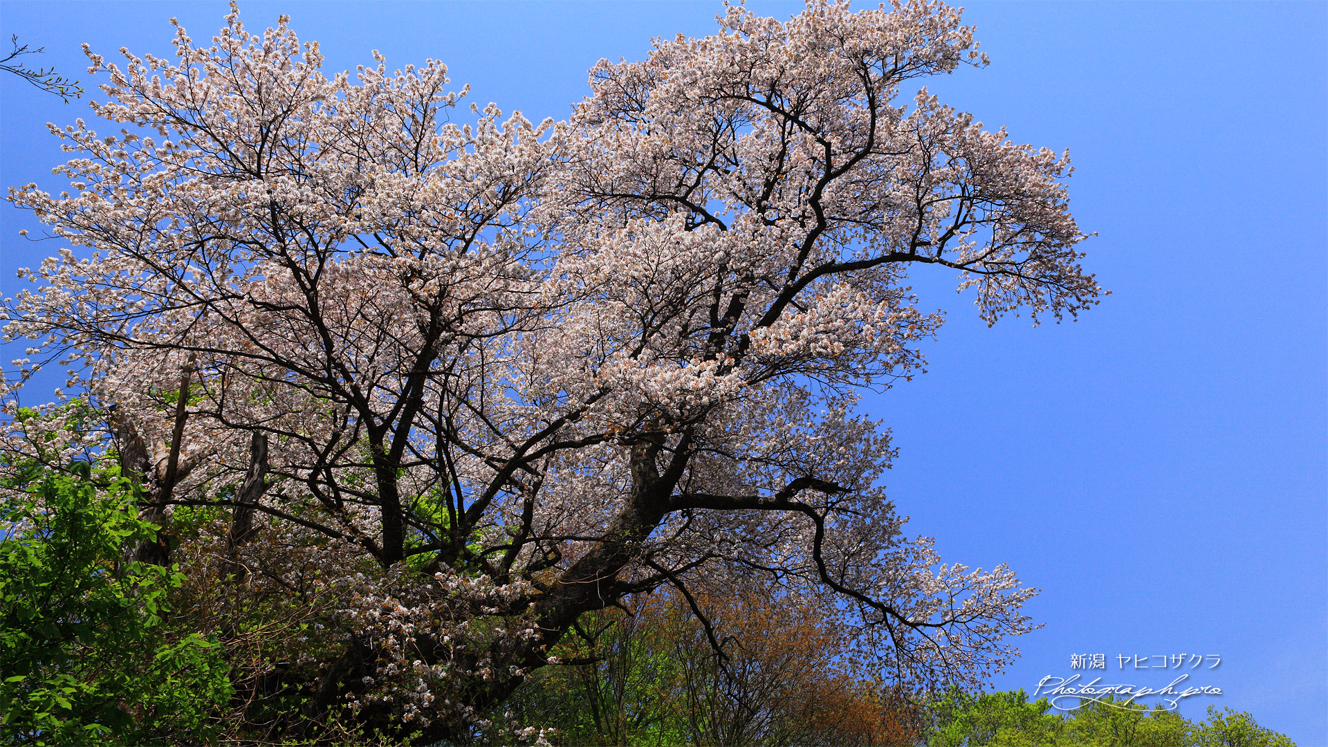 弥彦桜