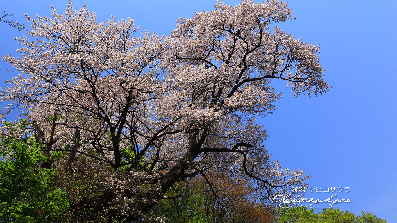弥彦桜 壁紙