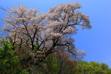 弥彦桜